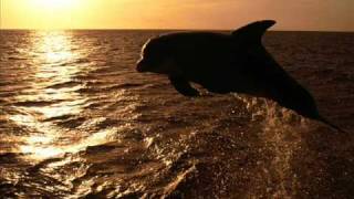 Meditation  Sounds Of Dolphins [upl. by Hillinck]