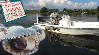 Scalloping in Crystal River [upl. by Mcferren]