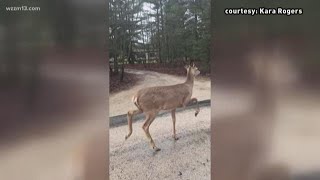 CWD found at Montcalm County deer farm [upl. by Munniks644]