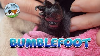 Guinea pig bumblefoot journey with Midnight [upl. by Nivloc755]