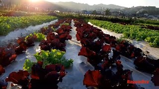 STRAWBERRY FARM OF BENGUET BEST TIME TO VISIT [upl. by Custer135]