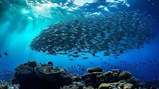 Snorkeling in Redang Island A Dive into a World of Colorful Coral Reefs Shot with GoPro Hero 9 [upl. by Acalia]