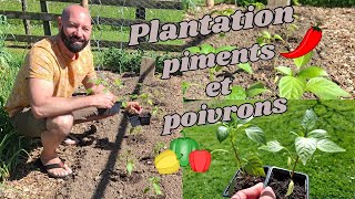 Plantation piments et poivrons [upl. by Issor]