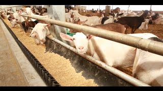 Ontario Goat Dairy Farm Tour [upl. by Adnalro]