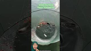 MENJARING IKAN PAKAI SEMANGKA fish fishing experiment amazingfacts [upl. by Hegyera562]