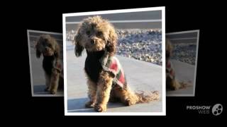 Doxiepoo Dog breed [upl. by Eimaral369]