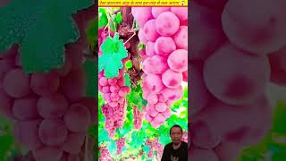 Menanam Buah Anggur agriculture farming amazing indianfarmer food viral fyp [upl. by Frere913]