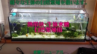 ロックシュリンプ繁殖狙い用水槽【CrsAqua】“熱帯魚”⑮・《Crimaron Aquarium》熱帯魚水槽 25 [upl. by Champaigne263]