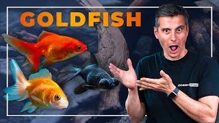 Our First Aquarium With Goldfish  A StepbyStep Guide [upl. by Adnowal]