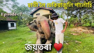 হাতী লৈ ঢেকিয়াজুলি পালোঁহি  Episode 7  Elephant Journey to Kaziranga 2024 [upl. by Gregrory237]