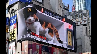 Tokyo  Shinjuku Calico Cat 20240224 [upl. by Goldshell]