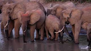 JUMBOS QUENCHING FOR THIRSTY [upl. by Shanly]