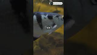 Archerfish Spitting Accuracy Experts animalfacts archerfish animals [upl. by Cammie]