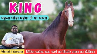 Stallion  KING Little Forest Stud Farm  Bhilwara  9091800009 [upl. by Nnitsuj]