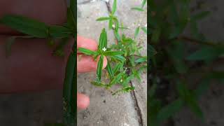 Scleromitrion diffusum synonyms Hedyotis diffusa  白花蛇舌草 pinyin rumput lidah ular herbal grass [upl. by Urson]