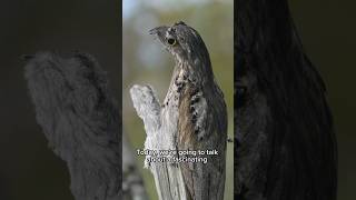 Nyctibius animals birds birdsbirds wildwildlife shorts shortvideo [upl. by Snowman]