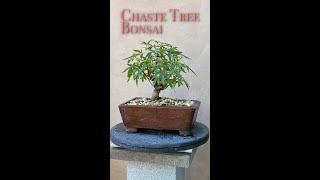 Chaste Tree Bonsai Trimming Pruning to Music [upl. by Aiseneg]