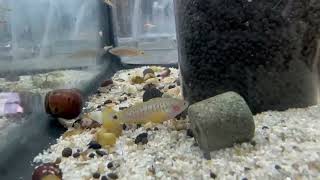 Peacock Gudgeon Goby [upl. by Amory]