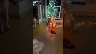 Too early borzoi dogs funny borzoibreed christmas doglife [upl. by Burdelle]