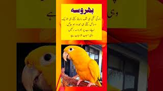 Heart Touching Urdu Quotes420 shorts [upl. by Braunstein]