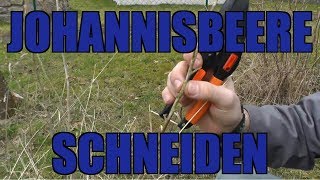 Johannisbeerenschnitt  Wie schneide ich Johannisbeeren [upl. by Hael967]