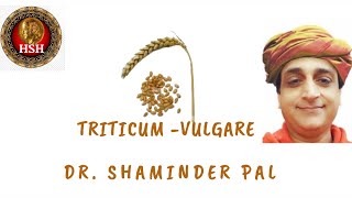 TRITICUM  VULGAR  Dr Shaminder Pal hshhomeopathy [upl. by Nwahsit]