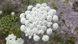 Ammi majus Cultivation India [upl. by Melamed]