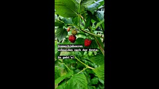 Sommerhimbeeren schneiden nach der Ernte  So gehts [upl. by Eirolam790]