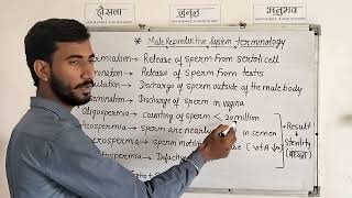 Male Reproductive System Terminology l Terminology for Male Reproductive System l मानव जनन तंत्र [upl. by Carmela505]