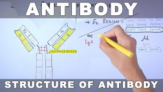 Antibody [upl. by Trini191]