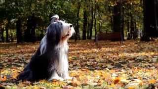 Amazing bearded collie Beza and tricks [upl. by Annodahs]