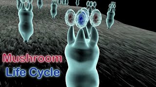 Life Cycle of Mushrooms in the Phylum Basidiomycota [upl. by Kama764]