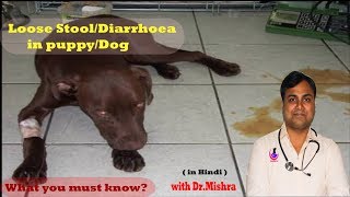 Why dog have diarrhea [upl. by Nibot]