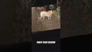 Night safari in pench Tiger reserve🐅🐅🐅🐅 moglicartoon seoni forest wildlife wildlifelovers [upl. by Ardeed]