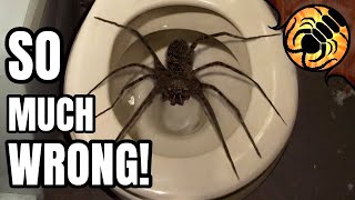 10 Largest Spiders in the World  REACTION [upl. by Meggs638]