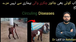 Circuling Diseases animals goat dr Latif Ur Rehman [upl. by Eornom]