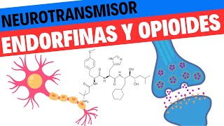 Fisiología de las Endorfinas y los opioides endógenos Neurociencias 15 [upl. by Brantley445]