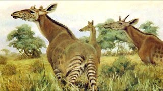 How did the Giraffe Evolve [upl. by Doris]