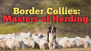 The Genius of Border Collies Masters of the Flock [upl. by Elagibba148]