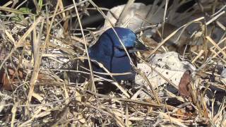 Blue Grosbeak Passerina caerulea in Tulum Mexico [upl. by Hgiel]