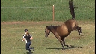 Fun in the pasture with the horses [upl. by Airemaj]