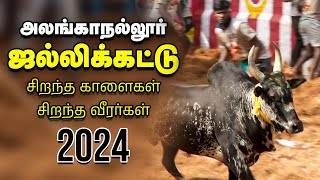 Jallikattu 2024 அலங்காநல்லூர் ஜல்லிக்கட்டு களத்தில் மல்லுக்கட்டும் காளையர்  Vikatan [upl. by Tilden]