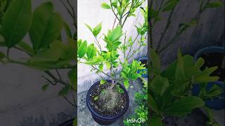 Citrus Plantshortvideo garden  trending short video vairal [upl. by Dnomar374]