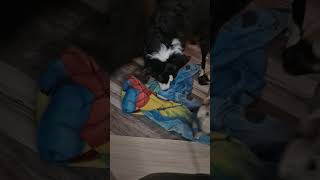 Why does this dog bite a lot 😆😆 seeka puppy abandoned funny [upl. by Samanthia]