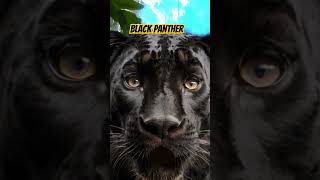 Black Panther Roars shorts viral free video [upl. by Kosiur]