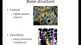 Orthopaedic Trauma for med students 1 [upl. by Kcired]