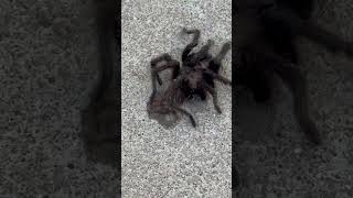 Spider crawling 😱 shortvideo scary [upl. by Gintz]