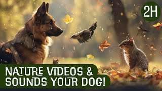 🦜🎵Pet Entertainment Dogs amp Cats Watching Birds and Squirrels 🐶😺 Relaxing Nature Videos [upl. by Anhsirk145]