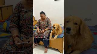 Where did I lose my keys dog goldenretriever doglover puppy [upl. by Aniteb]