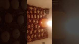 DIY Hatching eggs in incubator at homeegghatchingegghatchingprocessshortsviral [upl. by May738]